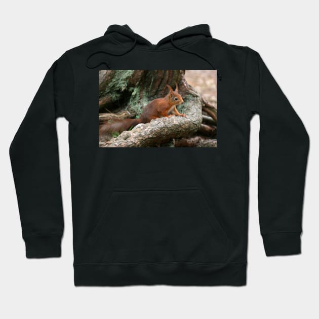 Red Squirrel, May 2019 Hoodie by RedHillDigital